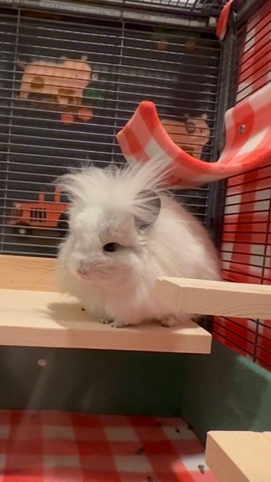 Chinchilla nutrition blog thumbnail. Article covers how Niblee elevates chinchilla nutrition through biology-first formulation with 81 percent forage and fiber, spirulina, and third-party lab verification on every batch.