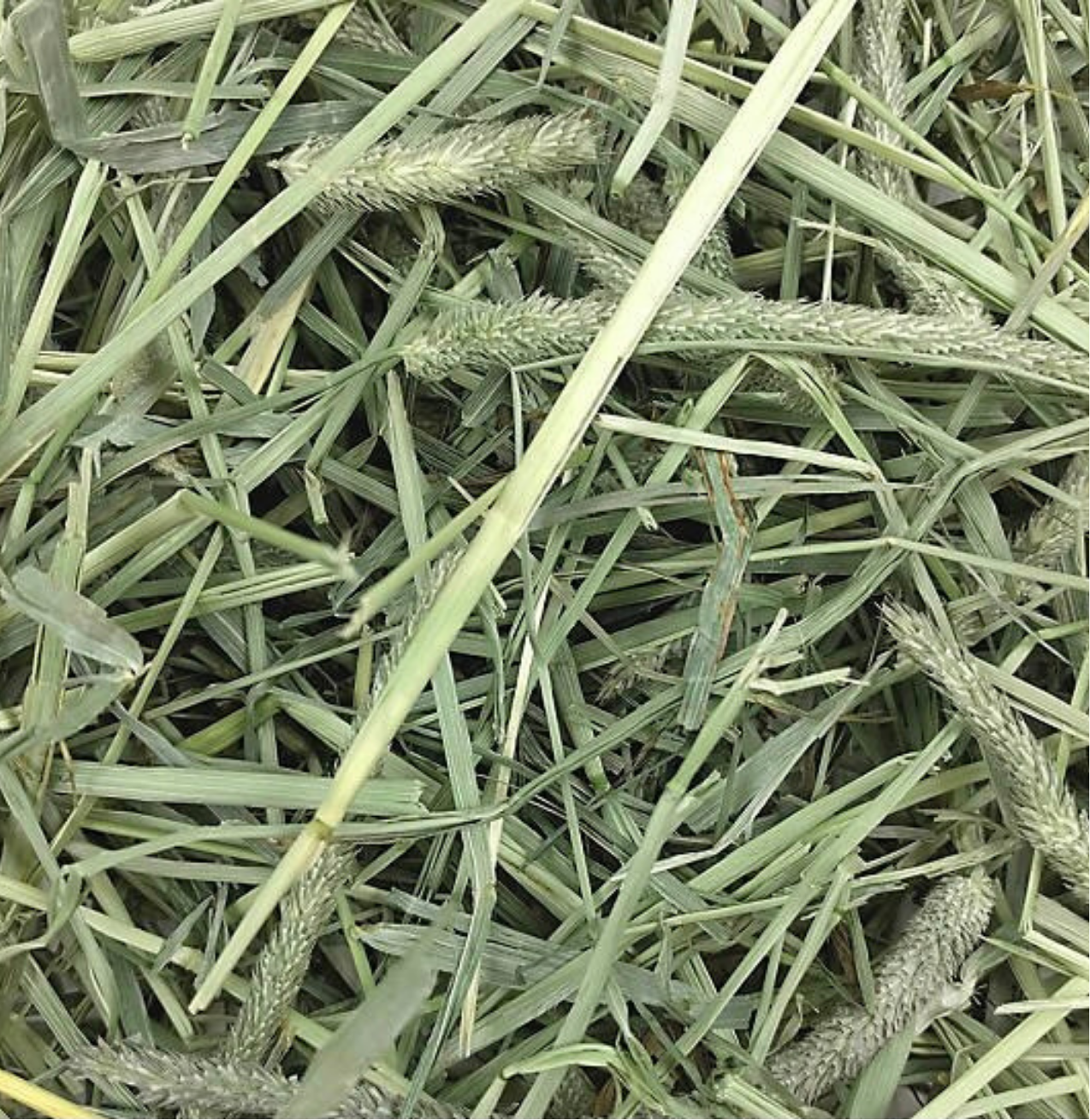 3 lb. box of West Coast High Quality 2nd Cut Timothy Hay