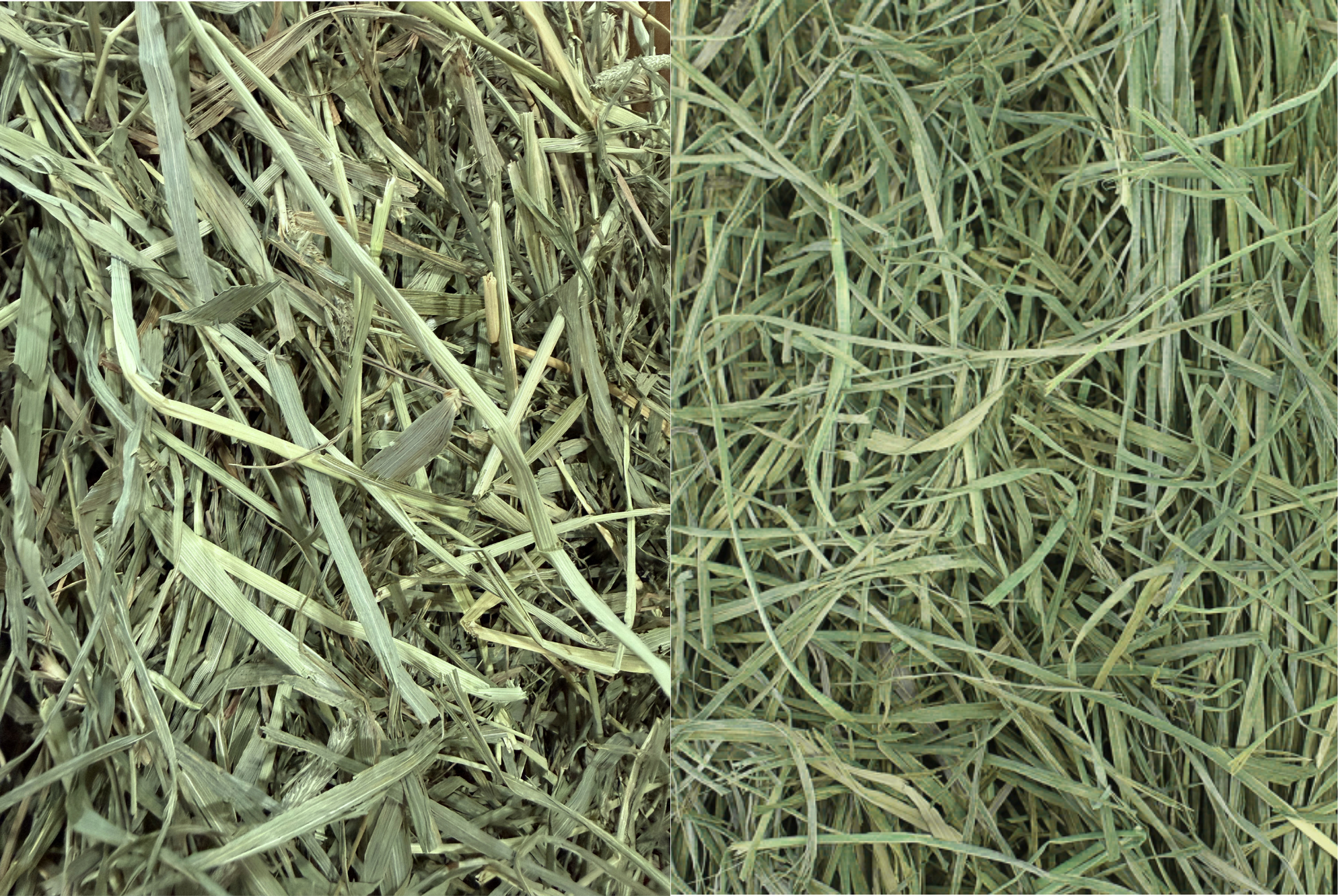 3 lb. box of Dual Forage: 2nd Cut Western Timothy / Orchard Hay