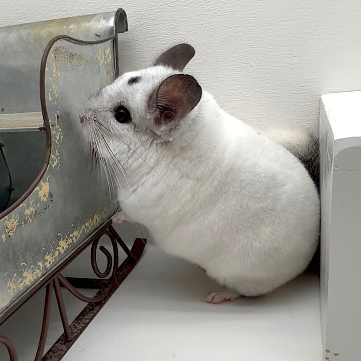 Chinchilla with glossy fur from customer Cara B, a long-time chinchilla breeder. Reports her chinchilla's fur literally glows and no soft stool issues in months after switching to Niblee feed.
