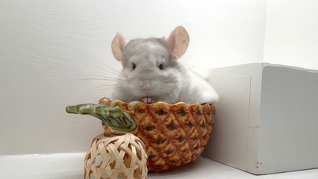 Chinchillas eating fresh green Niblee pellets. Customer Jackie G., chinchilla breeder, reports her picky chinchillas switched without hesitation and the feed smells like a fresh bale of hay.