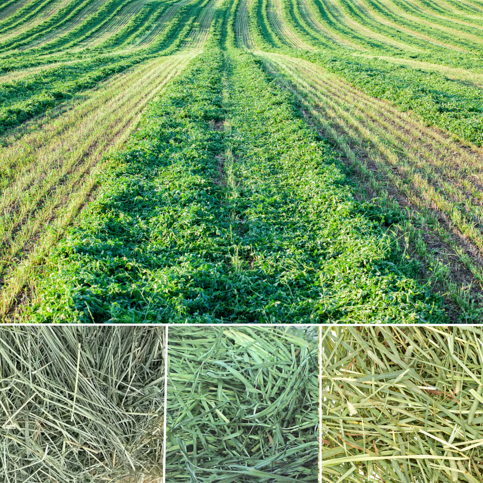 Niblee four-hay blend infographic showing Timothy, Alfalfa, Orchard Grass, and Mountain Teff. Each hay contributes a different fiber profile for long-strand structure, cellulose content, and fermentation fuel in small herbivore diets.