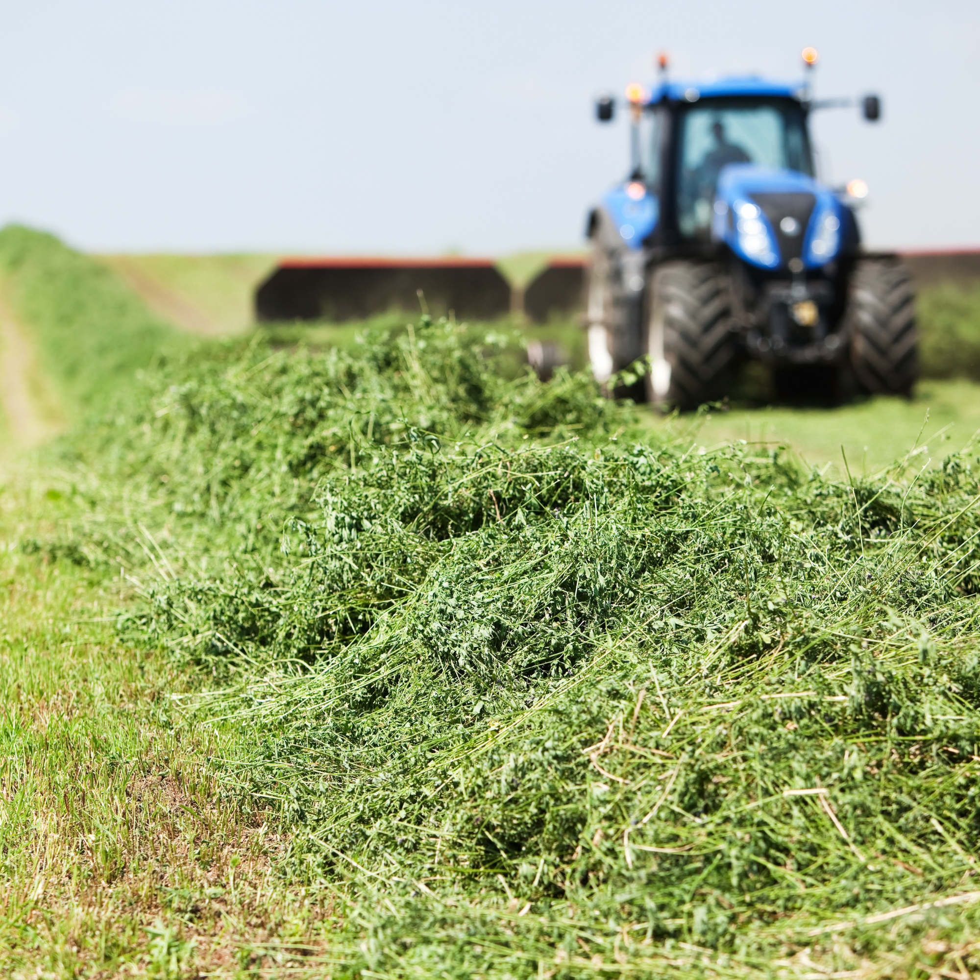 Niblee alfalfa hay infographic. Highest-protein and highest-calcium forage in the Niblee 4-hay blend, providing long-strand fiber for growing, pregnant, and nursing small herbivores. Sourced from verified farms, every batch tested at nibleelab.com.